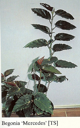 B. ‘Mercedes’